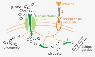 What Is The Relationship Between Glucose And Insulin - Receptor Insuliny