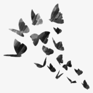#bts #btsarmy #black #butterfly #shadow #blackandwhite - Stickers For Picsart