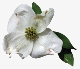1800 X 1546 6 - Flowering Dogwood Flower Transparent
