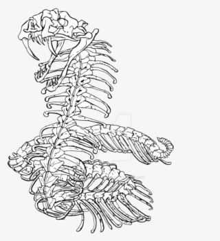 752 X 1063 0 - Snake Skeleton Drawing
