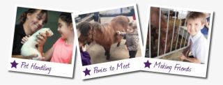 Contact Us - Shetland Pony