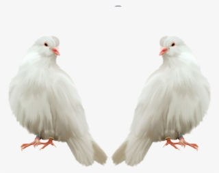 #birds #love #lovebirds - Pigen Png