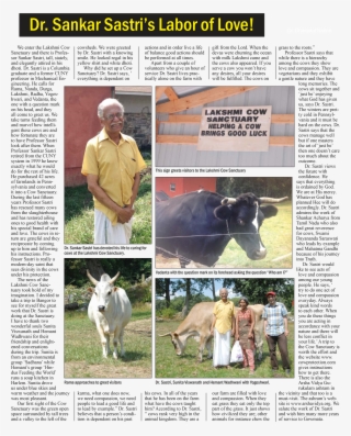 The Lakshmi Cow Sanctuary In Bangor, Pennsylvania - Dairy Cow