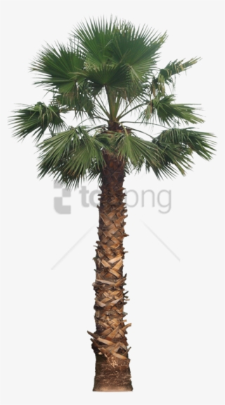 Free Png California Palm Tree Png Image With Transparent - Fan Palm Tree Png