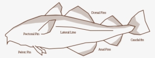 Fish - Illustration