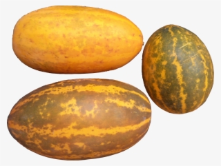 2) Jackfruit Seeds 30 Nos - Kerala Cucumber