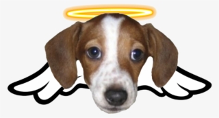 243 - Frankerz Emote