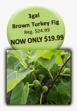 04 Brown Turkey Fig - Oregon White Oak