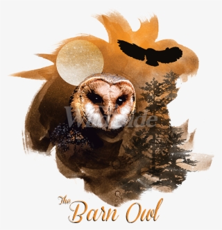 Birds Of Prey Barn Owl - Screech Owl