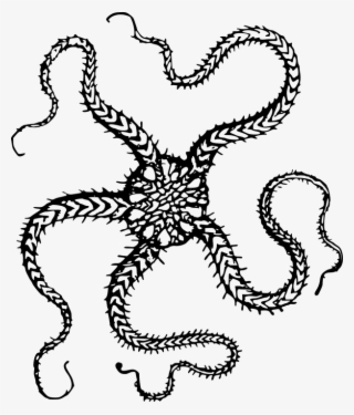 Animal, Echinoderm, Ocean, Sea, Sea Star, Starfish - Brittle Star Clip Art