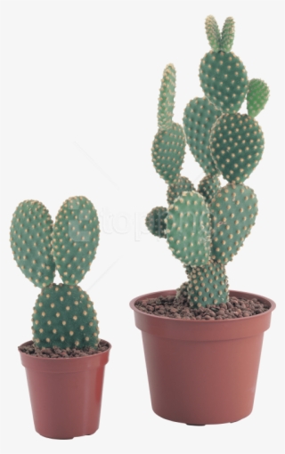 Free Png Cactus Png Images Transparent - Transparent Background Cactus Plant Png