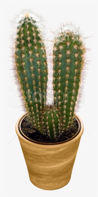 Free Png Download Cactus Png Images Background Png - Cactus Transparent