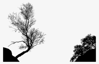 Tree Branch Silhouette Black And White Drawing - Trees In Silhouette