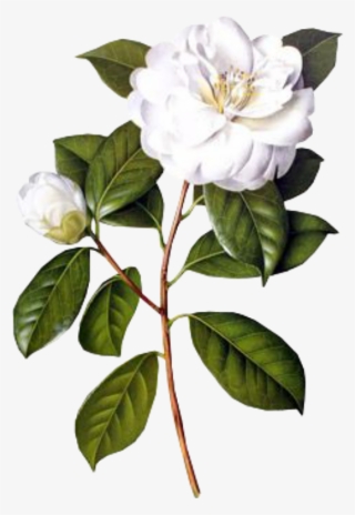 #flower #white #spring #png #overlay #free #kpopedit - Camellia Flower Drawing Botanical
