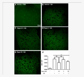 Rapamycin Was Injected 15 Min Before Qa Injection Into - Lawn