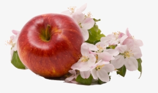 Apple Png Image - Apple