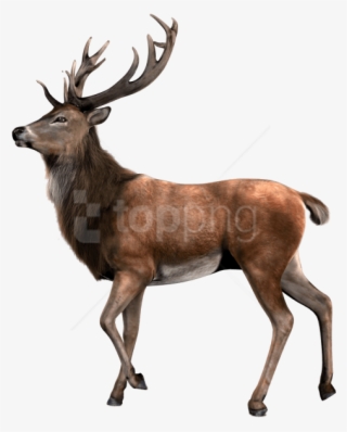 Free Png Download Single Deer Png Images Background - Deer Transparent