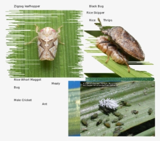 Mealybug Destroyer