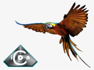 Blue Gold Macaw - Macaw