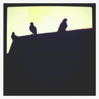 Ravens - Silhouette