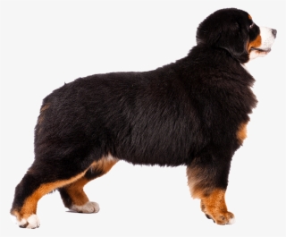 Bernese Moutain Dog Pictures - Bernese Mountain Dog Transparent Background