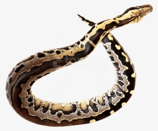 Free Png Download Snake Png Images Background Png Images - Rattlesnake Transparent