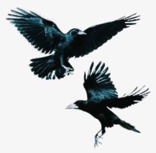 Crows Sticker - Rook