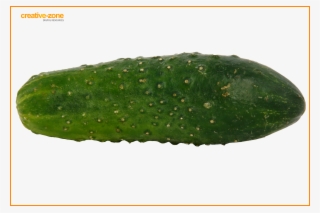 Cucumber - West Indian Gherkin