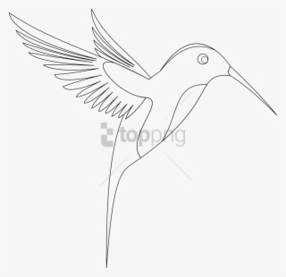 Free Png Download Line Art Of Birds Png Images Background - Hummingbird