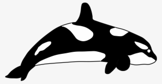 344 - Killer Whale