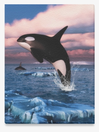 Killer Whale Arctic Ocean