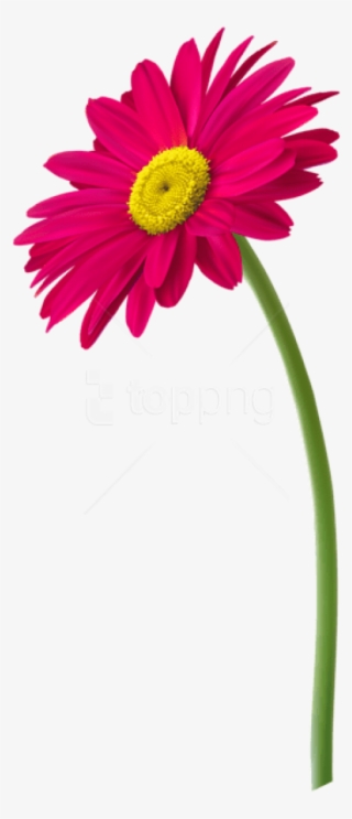 Free Png Download Pink Gerbera Flower Png Images Background - Flower In Pot Png