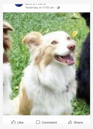 Sightings - Companion Dog