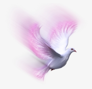 #bird #pink #white #dove #freetoedit - White Dove