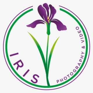Iris Flower Png