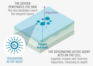 Study Carried Out On 20 Volunteers Who Applied The - Diagram
