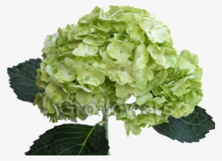 Lime-regular - Lime Green Hydrangeas