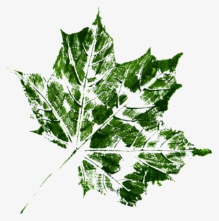 Free Download - Maple Leaf