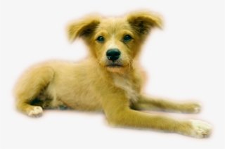 The Work, However, Is Far From Done - Companion Dog