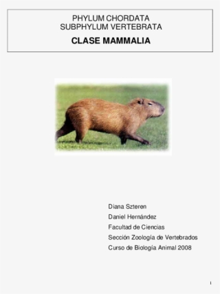 Mammalia Animal Superior Reproduccion Animales Png - Capybara
