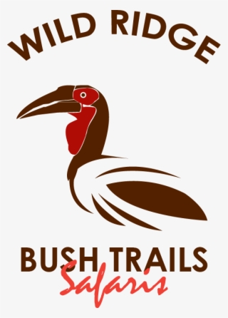 Wild Ridge Bush Trails Safaris - Piciformes