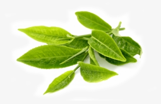 Green Tea Leaves Transparent Background