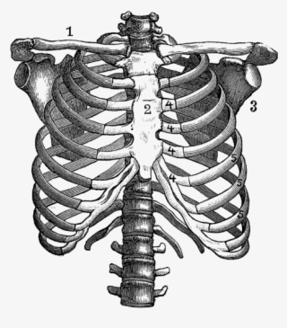 Click And Drag To Re-position The Image, If Desired - Rib Cage Anatomical Drawing