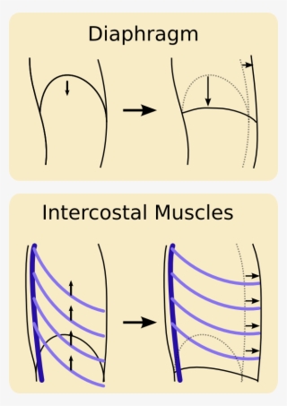 Movement Of The Diaphragm And Intercostal Muscles Changes - Movement Of Intercostal Muscles During Breathing