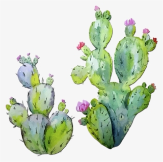 600 X 600 5 - Prickly Pear Cactus Watercolor