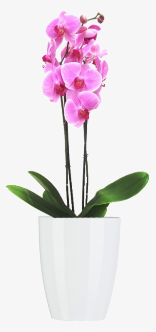 Materas Y Plantas - Orquidea Rosa