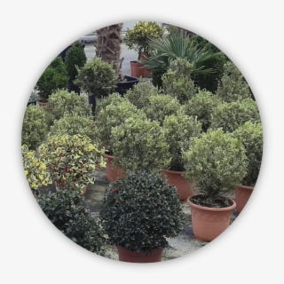 Plantas - Taxus Baccata