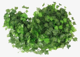 Fondo,tube,clipart - Common Ivy