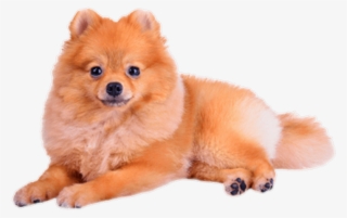 German Spitz Mittel