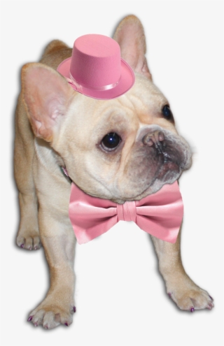 Cão Feliz Em Png - French Bulldog